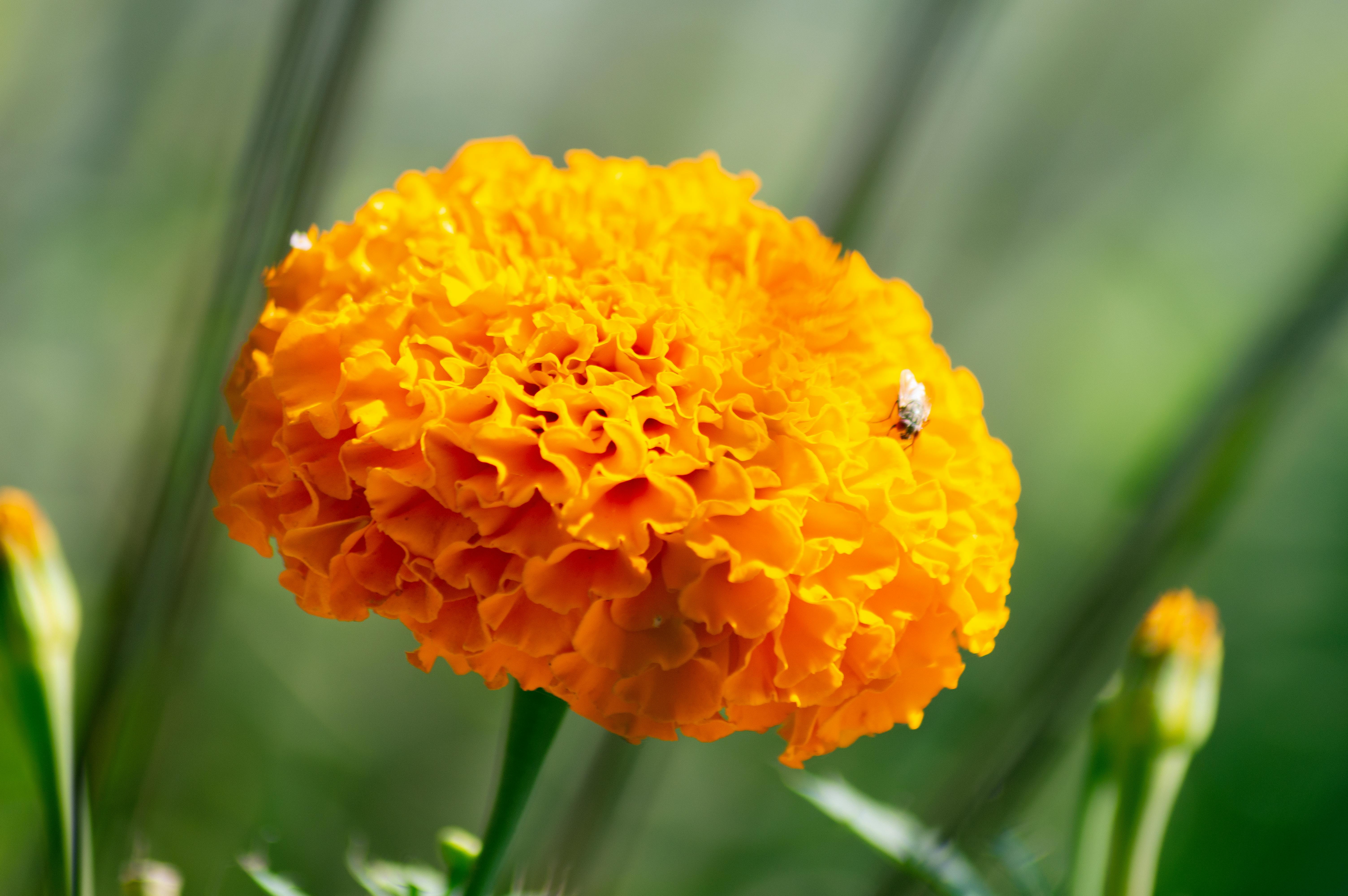 orange merigold flowers